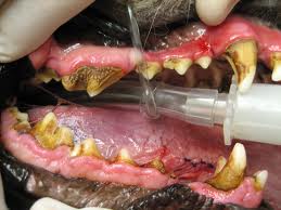 Canine Dental