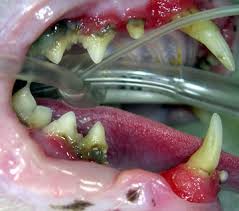 Feline Dental
