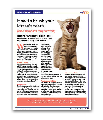 How_to_brush_your_kittens_teeth_DVM360