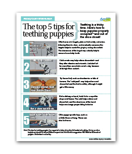 Top-5-Tips-for-Teething-Puppies
