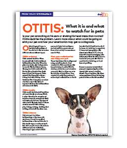 Otitis-What_it_is_and_what_to_watch_for_in_pets