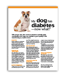 My-Dog-Has-Diabetes