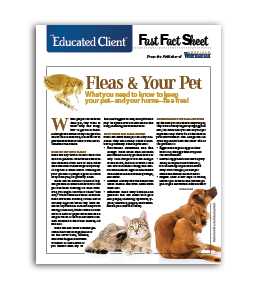 fleas-and-your-pet