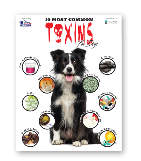 10MostCommonTOXINS-DogsFlyer.