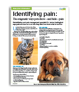 Identifying-Pain_Pets