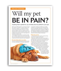 will-my-pet-be-in-pain