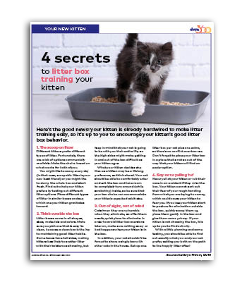 4_secrets_to_litter_box_training_your_kitten.