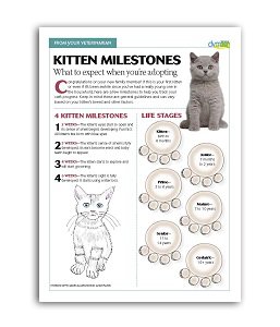 veterinary-handout-milestone-kitten