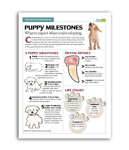 veterinary-handout-milestone-puppy