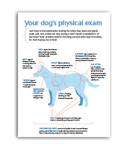 Annual-Exam-Dog