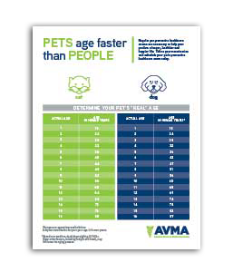 pets-age-faster-than-people.