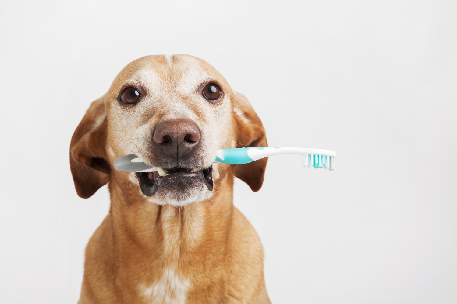 Dog with toothbrush