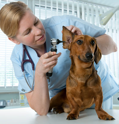 doctor checking dog ear