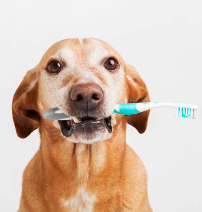 dog with toothbrush