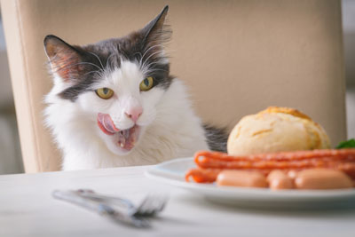 cat looking at food