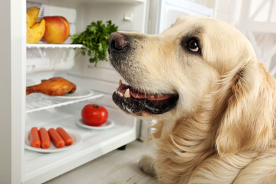 dog in refridgerator