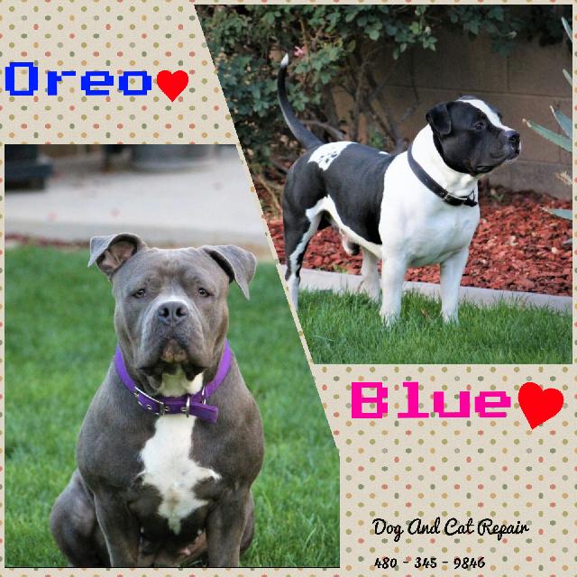 Oreo & Blue